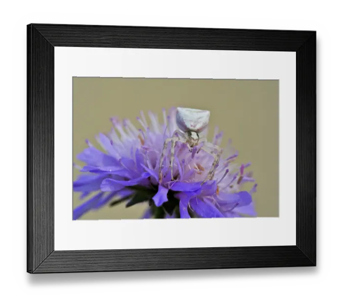 Framed Print : Goldenrod crab spider (Misumena vatia) on purple flower
