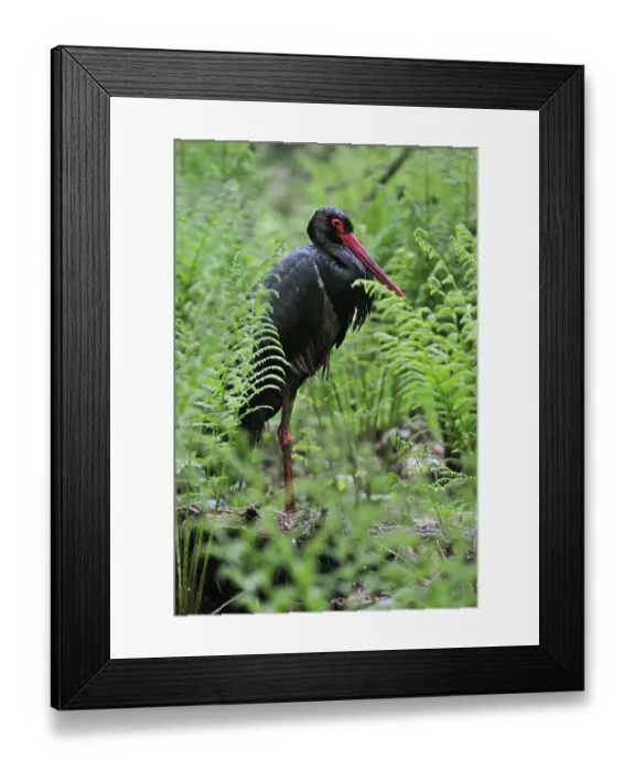 Framed Print : Black stork (Ciconia nigra) among ferns in a forest Framed Print : Black stork (Ciconia nigra) among ferns in a forest