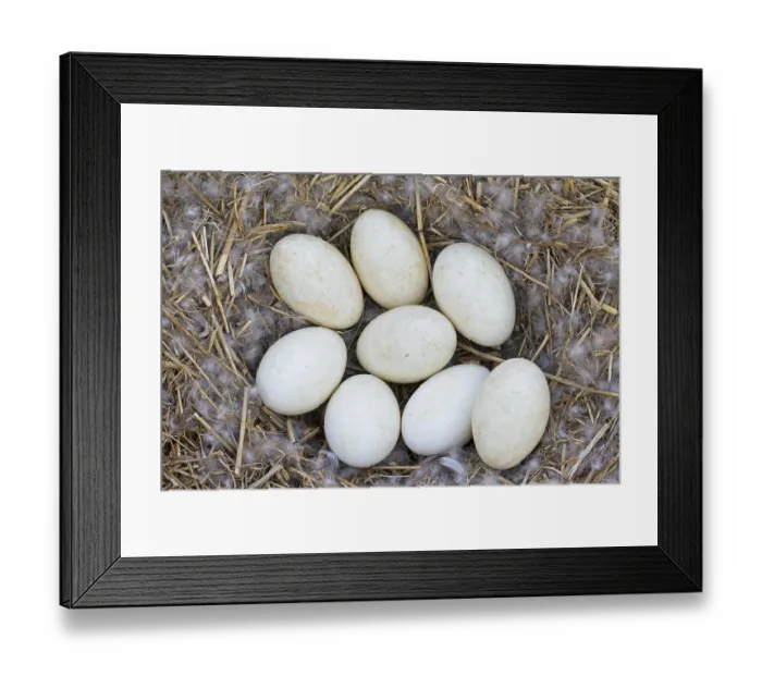 Framed Print : Greylag Goose (Anser anser), greylag geese