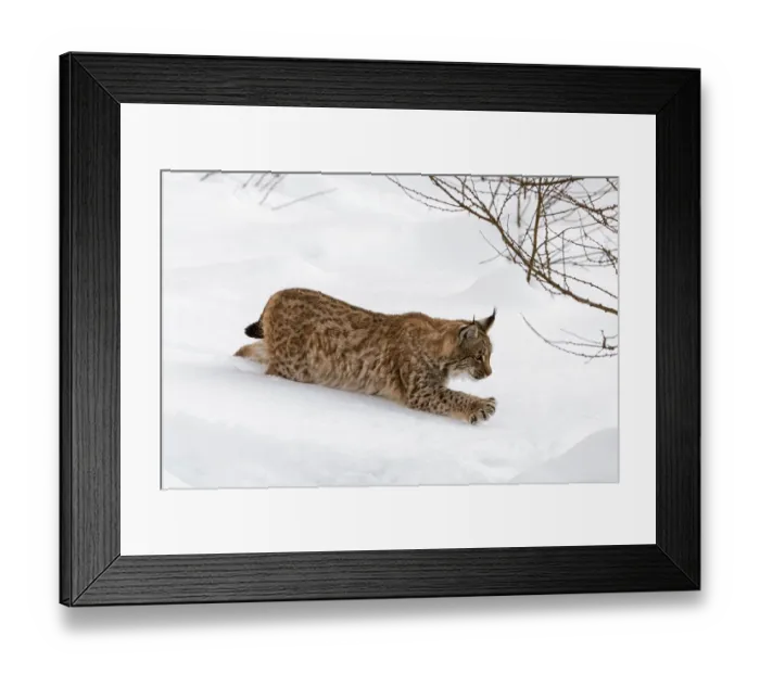 Framed Print : Juvenile one-year-old Eurasian lynx (Lynx lynx) stalking prey with claws extended in the snow in winter Framed Print : Juvenile one-year-old Eurasian lynx (Lynx lynx) stalking prey with claws extended in the snow in winter
