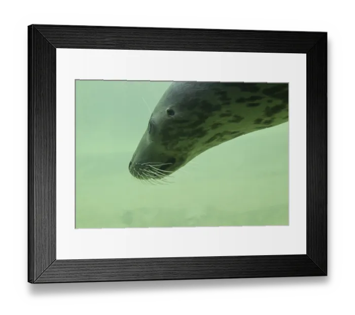 Framed Print : Grey (Halichoerus grypus) seal