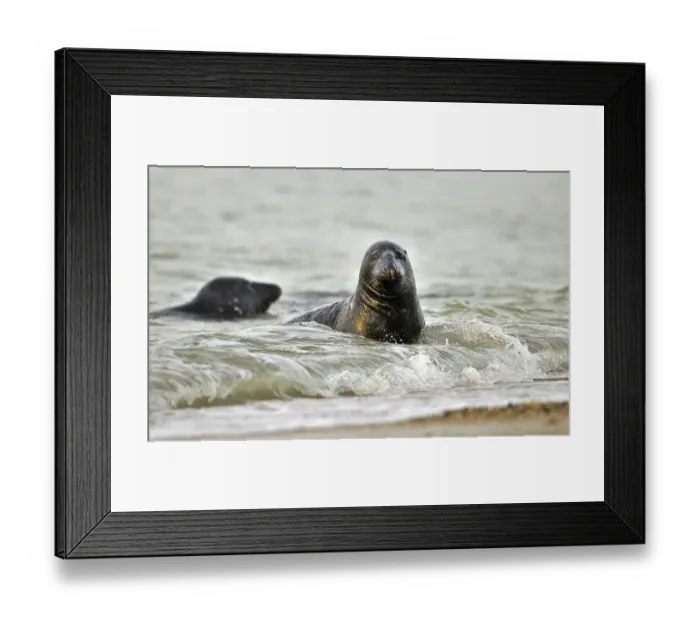 Framed Print : Grey (Halichoerus grypus) seal swimming in the surf