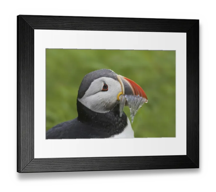 Framed Print : Atlantic puffin (Fratercula arctica) with beak full of fish bringing sand eels