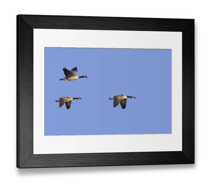 Framed Print : Three Canada geese (Branta canadensis) in flight against blue sky
