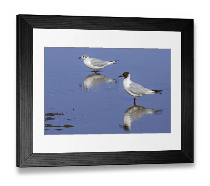 Framed Print : Two black-headed gulls (Chroicocephalus ridibundus)
