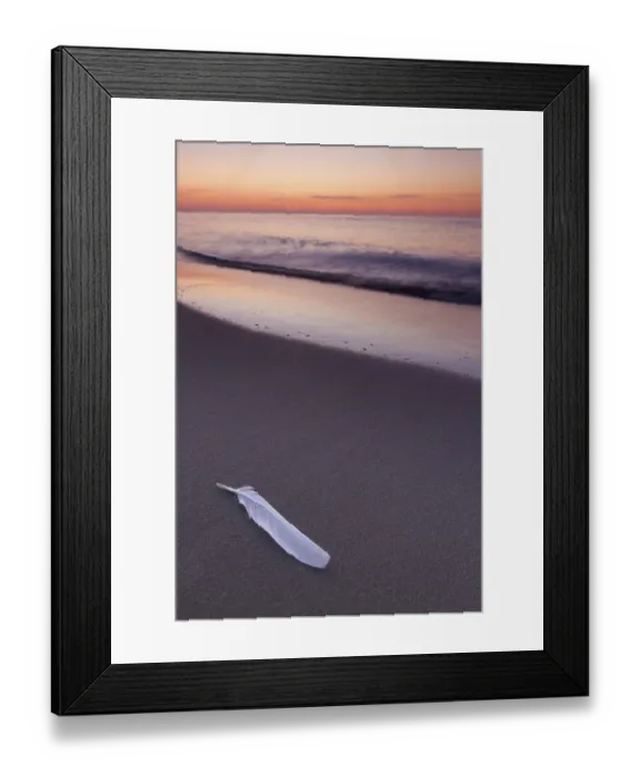 Framed Print : White feather of seagull, gull on sandy beach along the Baltic Sea at sunrise