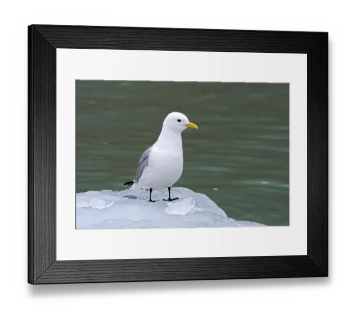 Framed Print : Black-legged kittiwake (Rissa tridactyla) adult in breeding plumage resting on ice floe in the Arctic Ocean in summer