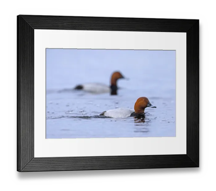 Framed Print : Two common pochards, European pochard (Aythya farina) Framed Print : Two common pochards, European pochard (Aythya farina)