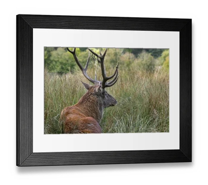 Framed Print : Red deer (Cervus elaphus) Framed Print : Red deer (Cervus elaphus)