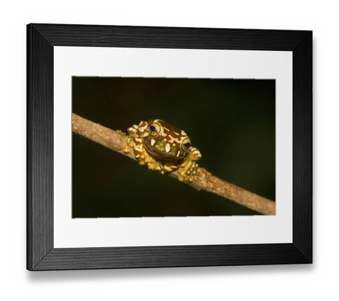 Framed Print : Juvenile Madagascar frog (Boophis roseipalmatus)