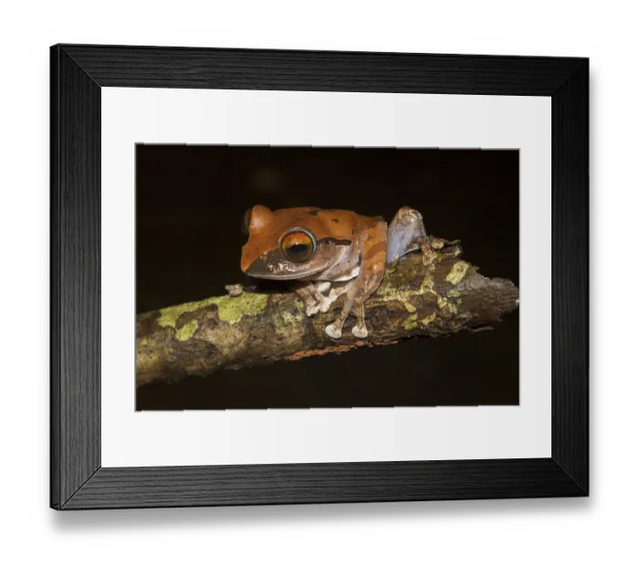 Framed Print : Madagascar frog (Boophis entingae) on branch Framed Print : Madagascar frog (Boophis entingae) on branch