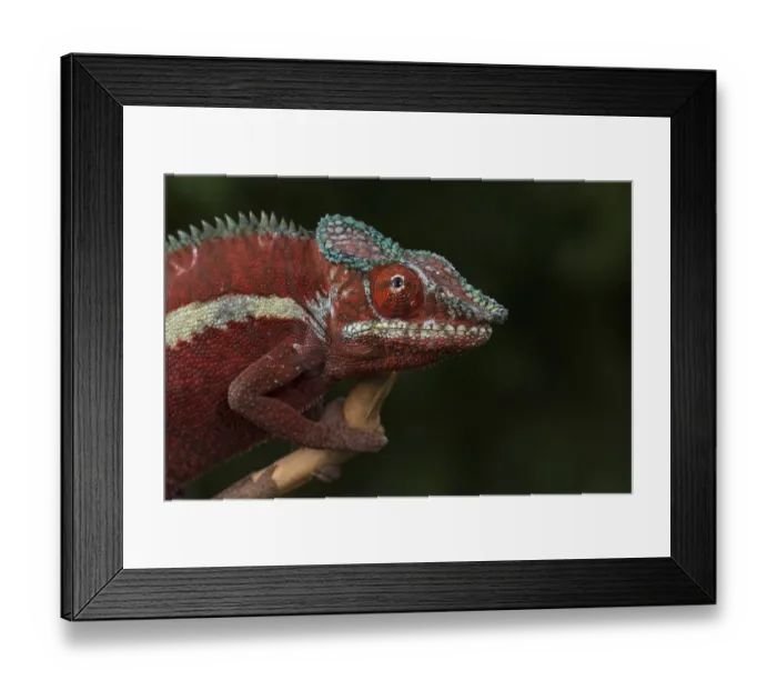 Framed Print : Panther chameleon (Furcifer pardalis)