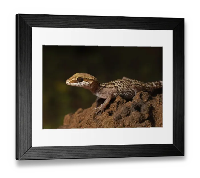 Framed Print : Stumpff's ground gecko (Paroedura stumpffi)