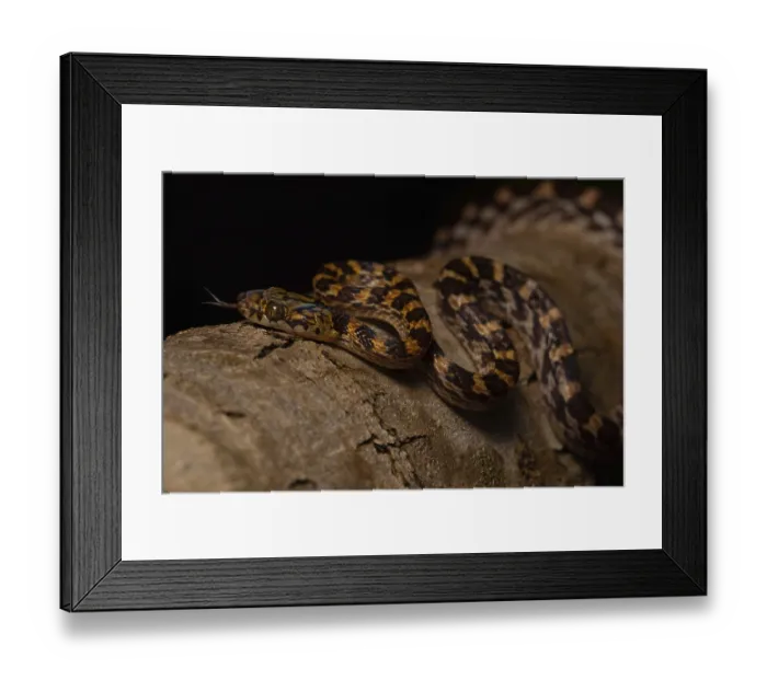 Framed Print : Ampijoroa tree snake (Lycodryas pseudogranuliceps)