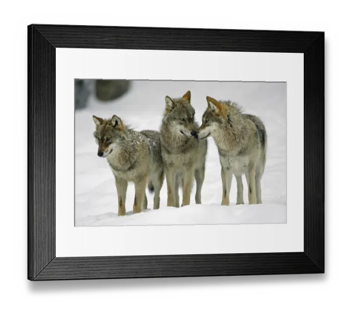 Framed Print : Wolves (Canis lupus)