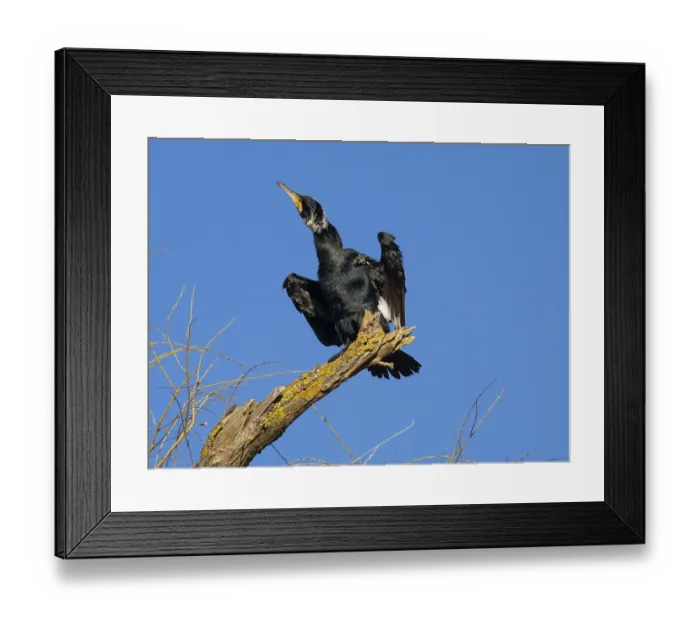 Framed Print : Common Cormorant (Phalacrocorax carbo) Framed Print : Common Cormorant (Phalacrocorax carbo)
