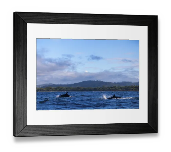 Framed Print : Pilot whales (Globicephala), Osa Peninsula