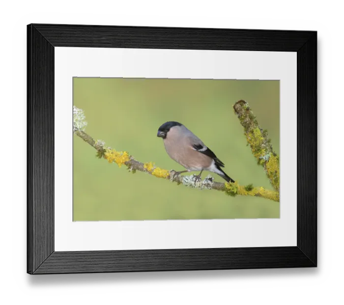 Framed Print : Eurasian bullfinch (Pyrrhula pyrrhula)