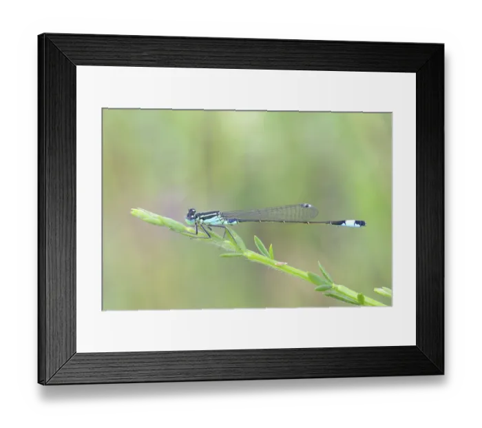 Framed Print : Blue-tailed damselfly (Ischnura elegans) sitting on a blade of grass Framed Print : Blue-tailed damselfly (Ischnura elegans) sitting on a blade of grass