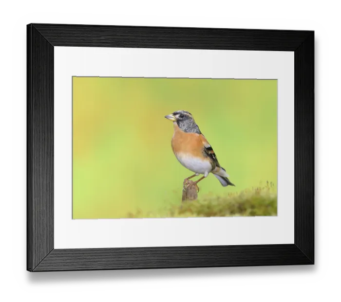 Framed Print : Brambling (Fringilla montifringilla) Framed Print : Brambling (Fringilla montifringilla)