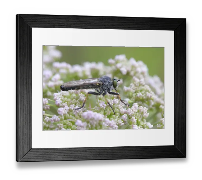 Framed Print : Garden robber fly (Neomochtherus geniculatus)