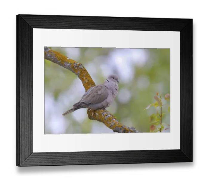 Framed Print : Eurasian Collared Dove (Streptopelia decaocto) Framed Print : Eurasian Collared Dove (Streptopelia decaocto)