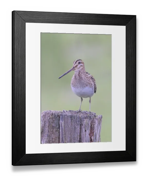 Framed Print : Snipe (Gallinago gallinago), standing on a wooden fence post
