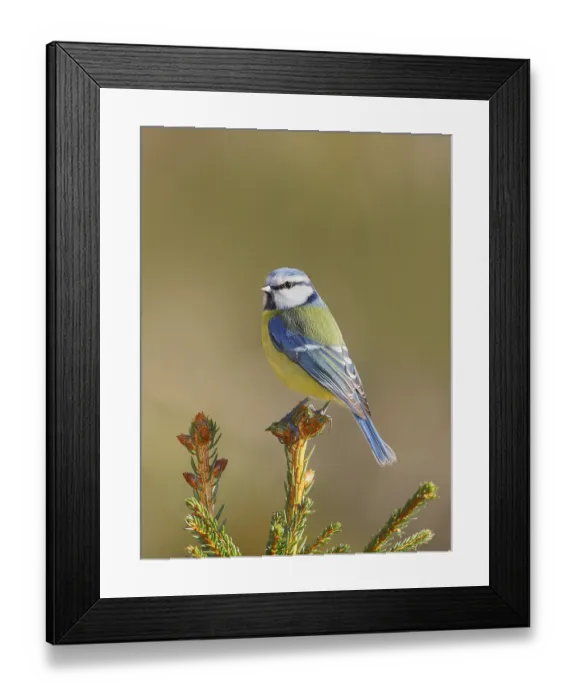 Framed Print : Blue tit (Parus caeruleus) sitting on a spruce top