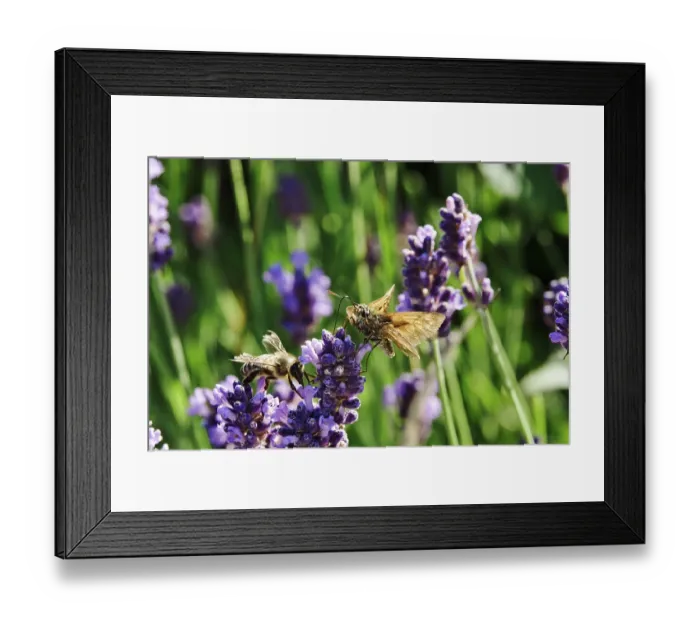 Framed Print : Essex skipper (Thymelicus lineola)