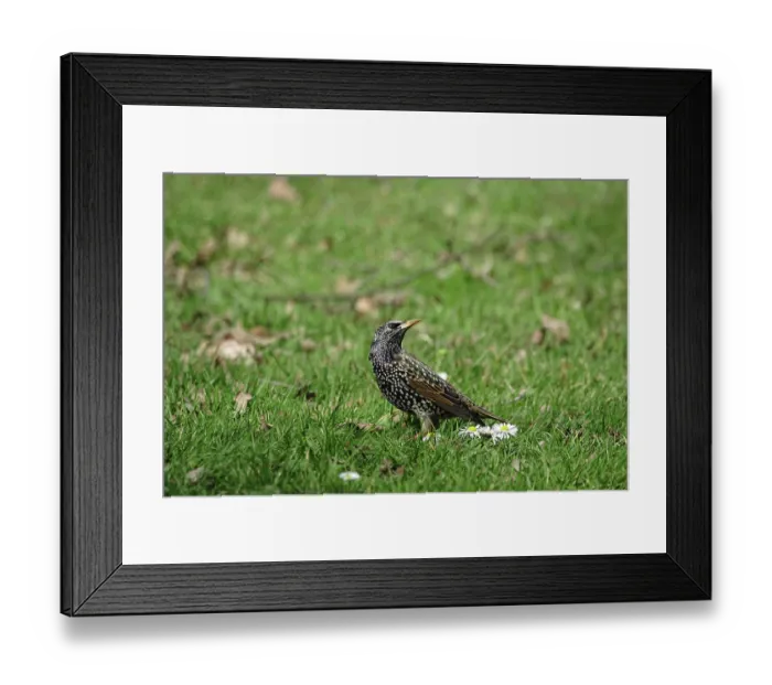 Framed Print : Common starling (Sturnus vulgaris)