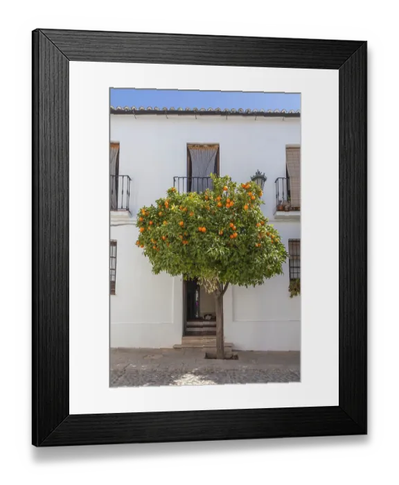 Framed Print : Pomeranian tree in the old town centre of Ronda