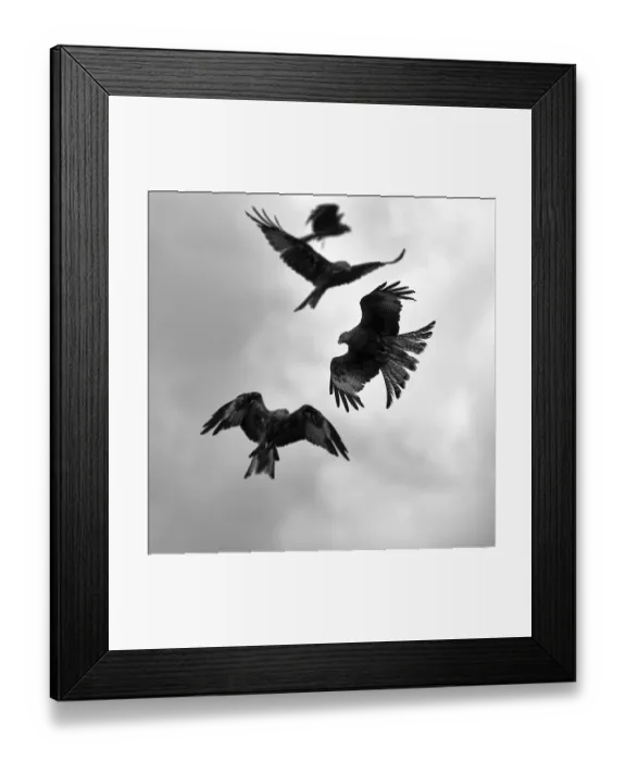 Framed Print : Red kites (Milvus milvus) in flight Framed Print : Red kites (Milvus milvus) in flight