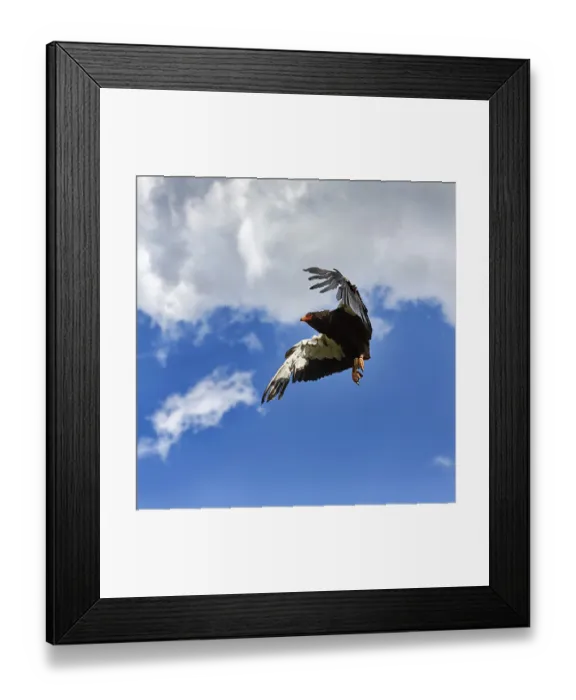 Framed Print : Bateleur, captive, Snake Eagle Framed Print : Bateleur, captive, Snake Eagle