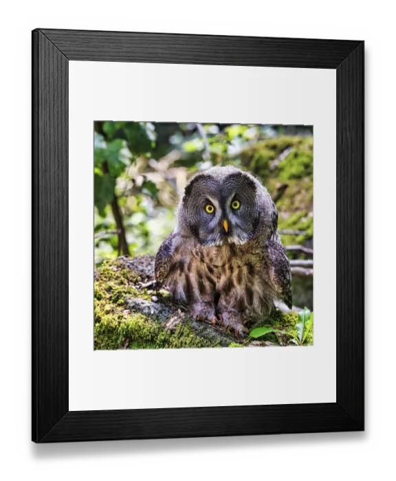 Framed Print : Great Grey Owl (Strix nebulosa) on forest floor Framed Print : Great Grey Owl (Strix nebulosa) on forest floor