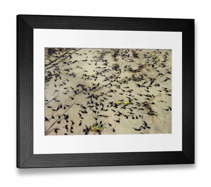 Framed Print : Batrachians (Anura), tadpole, a swarm of tadpoles Framed Print : Batrachians (Anura), tadpole, a swarm of tadpoles