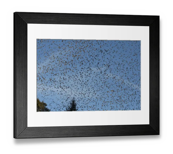 Framed Print : Brambling (Fringilla montifringilla) Framed Print : Brambling (Fringilla montifringilla)