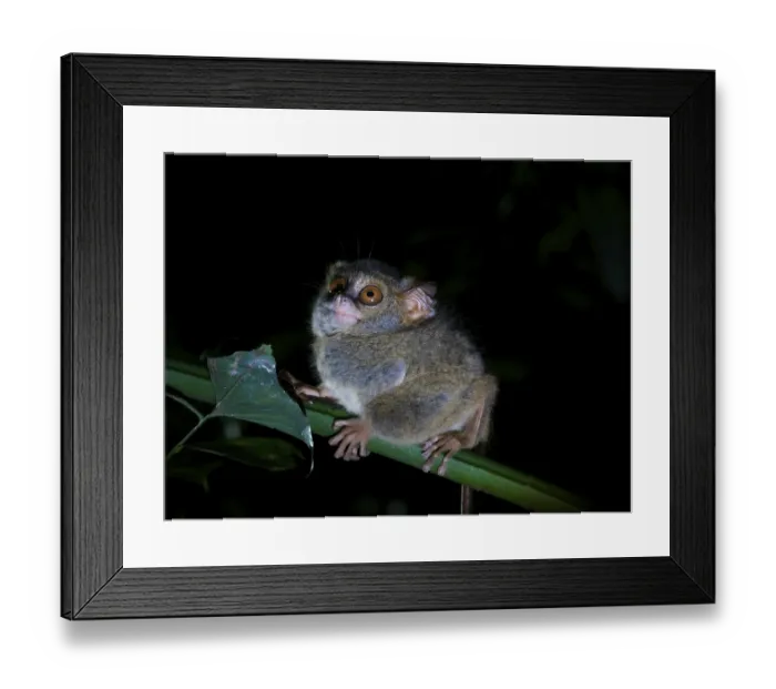 Framed Print : Tarsier (Tarsiidae) small animal with large eyes