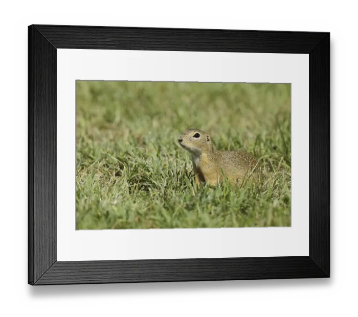 Framed Print : European ground squirrel (Spermophilus citellus) in a meadow
