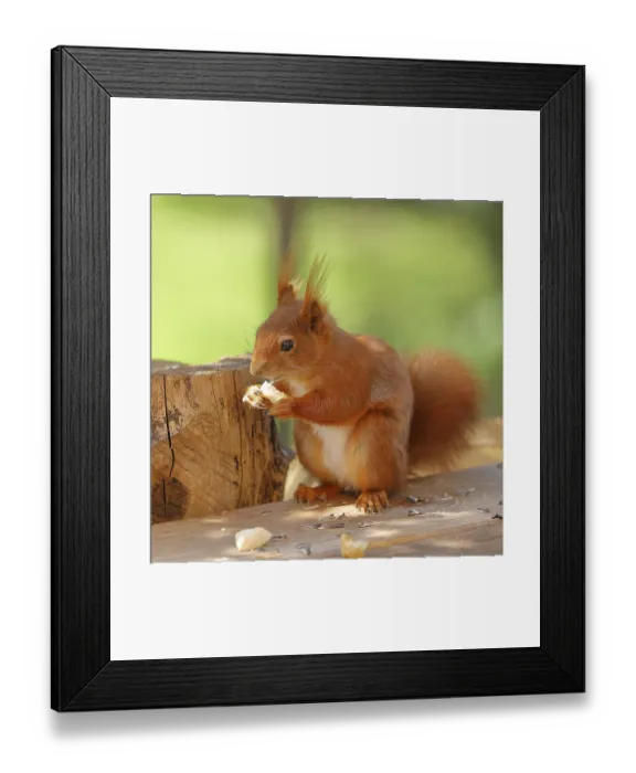 Framed Print : Eurasian red squirrel (Sciurus vulgaris) Framed Print : Eurasian red squirrel (Sciurus vulgaris)