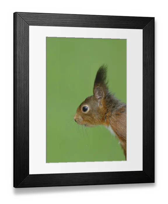 Framed Print : Eurasian red squirrel (Sciurus vulgaris) adult animal Framed Print : Eurasian red squirrel (Sciurus vulgaris) adult animal