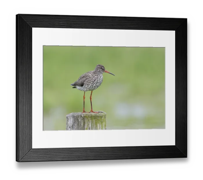 Framed Print : Redshank (Tringa totanus) standing on a pasture fence post