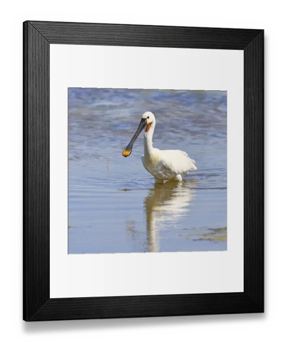 Framed Print : Spoonbill (Platalea leucorodia)