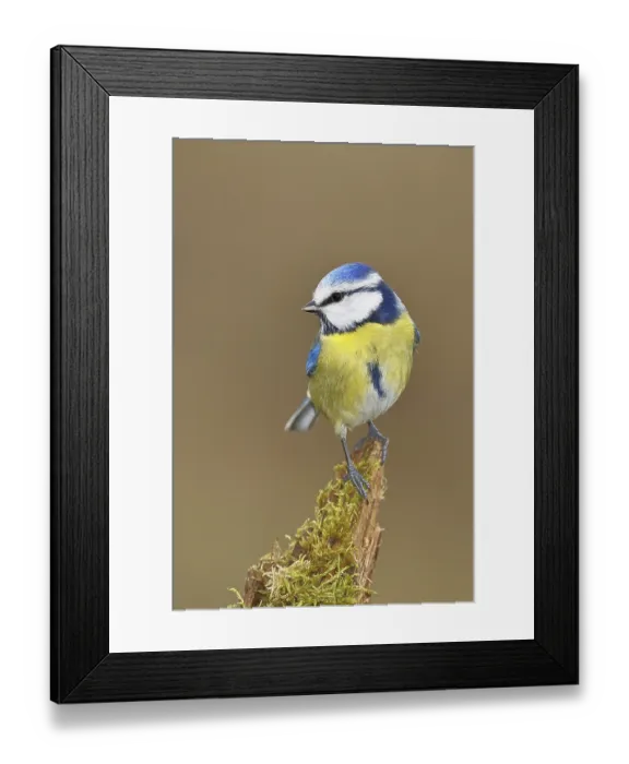 Framed Print : Blue tit (Parus caeruleus), sitting on moss-covered dead wood Framed Print : Blue tit (Parus caeruleus), sitting on moss-covered dead wood
