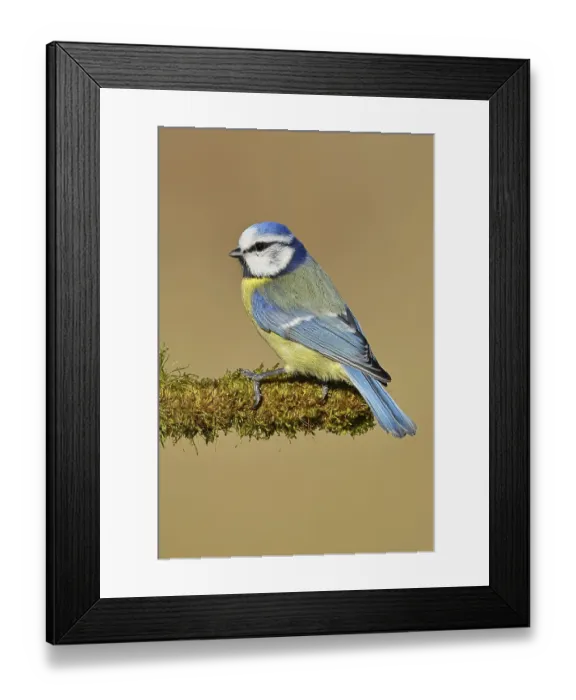 Framed Print : Blue tit (Parus caeruleus), sitting on moss-covered dead wood