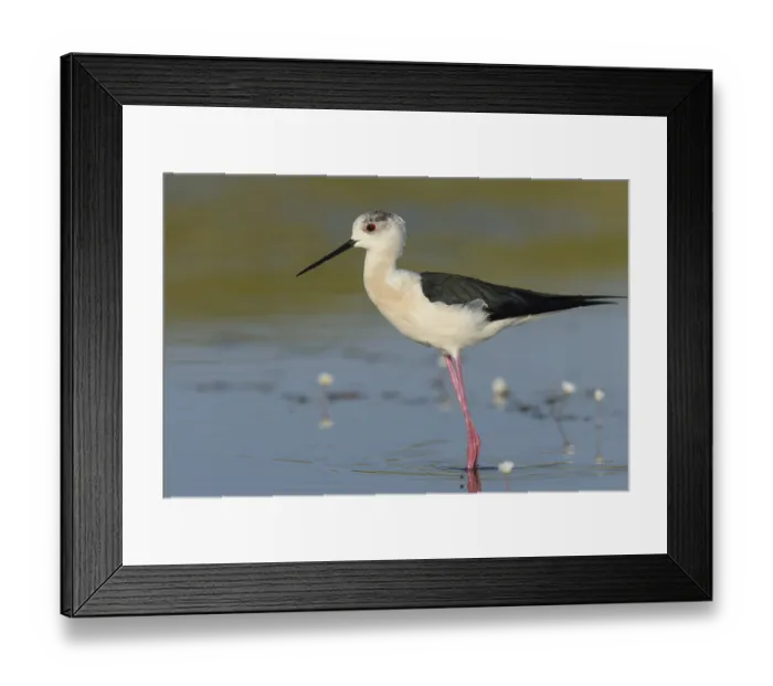 Framed Print : Black-winged Stilt (Himantopus himantopus) standing in shallow water