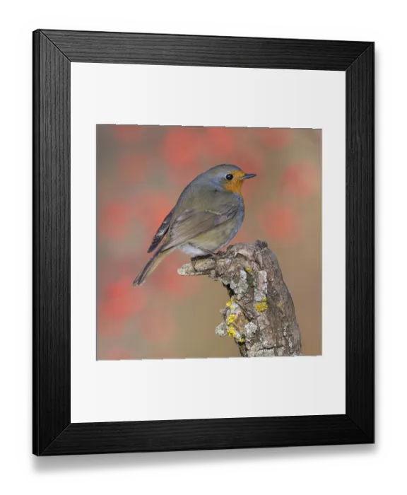 Framed Print : European robin (Erithacus rubecula) Framed Print : European robin (Erithacus rubecula)