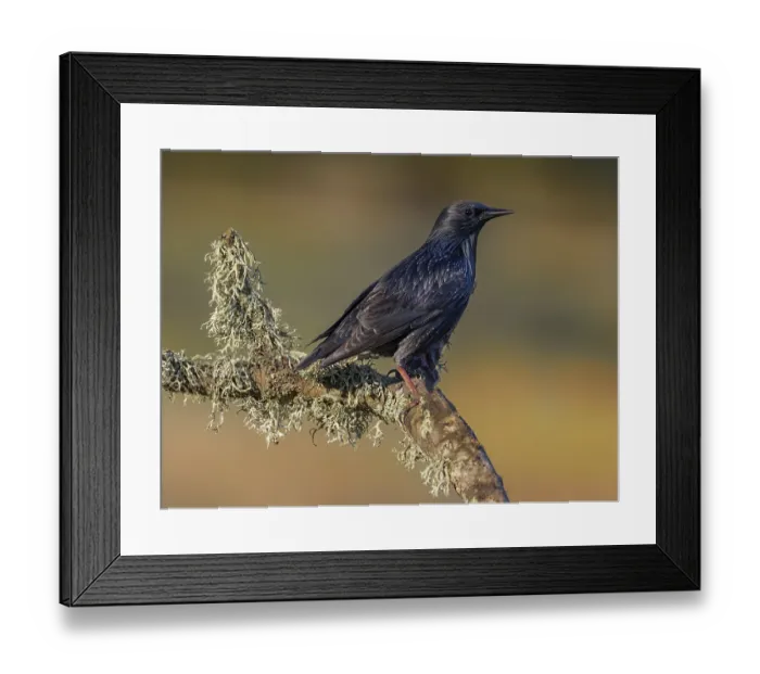 Framed Print : Common starling (Sturnus vulgaris)