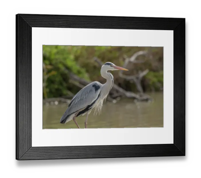 Framed Print : Grey heron (Ardea cinerea) lingering in the marsh