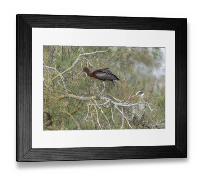 Framed Print : Glossy Ibis (Plegadis falcinellus) in a nesting colony in spring