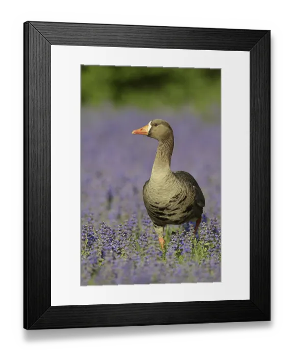 Framed Print : Greenland white-fronted goose or Greenland white-fronted goose (Anser albifrons flavirostris) Framed Print : Greenland white-fronted goose or Greenland white-fronted goose (Anser albifrons flavirostris)